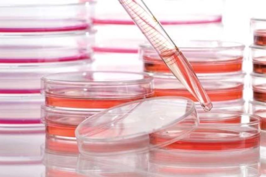Cell & Tissue Culture Dishes Cell & Tissue Culture Dishes
