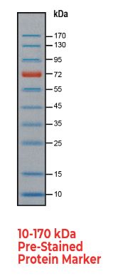 Protein & DNA Markers