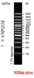 100 bp Plus DNA Ladder, 100-3000 bp, 600 µl | Crystalgen