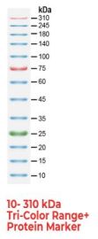 10-310 kDa Pre-Stained Protein Ladder, Tri-color, 250 µl