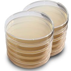 LB Agar Ampicillin-100, Chloramphenicol-34, Kanamycin-15 (100x100mm 20/PK)